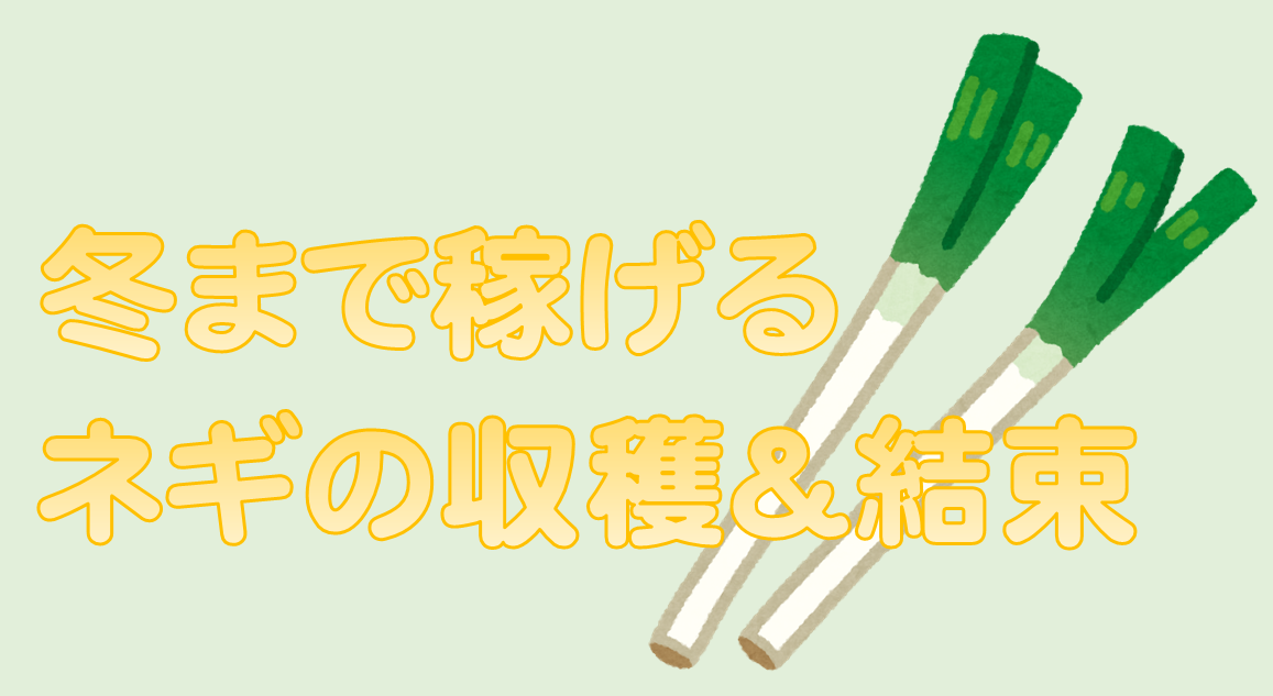 三本柳 ネギの収穫他 21m17 Jaいわてグループ 岩手県の農業求人サイト